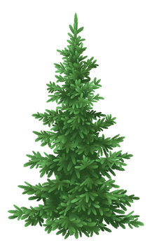 Christmas fir tree, isolated
