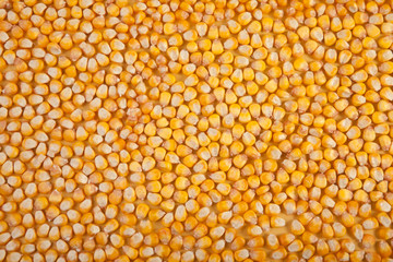 зерна кукурузы