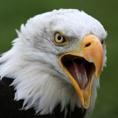 Weißkopfseeadler