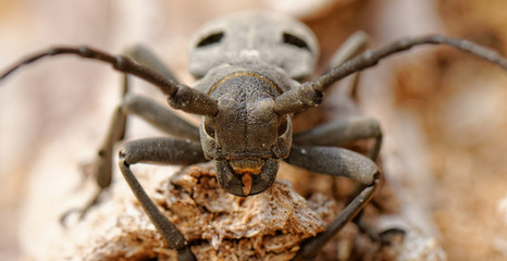 The Capricorn Beetle