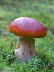 Mushroom in autumn forest.