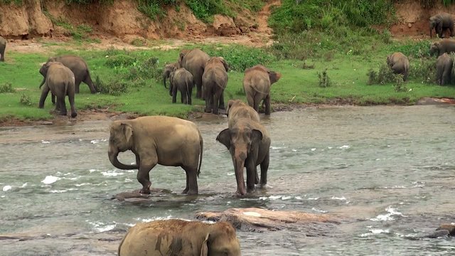 Herd of elephants is bathing in Maha Oya river. Sri Lanka.