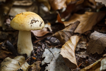 Forest mushroom