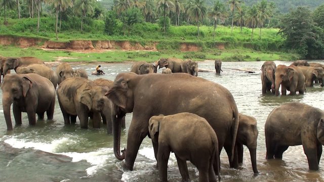 Herd of elephants is bathing in Maha Oya river. Sri Lanka.
