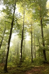 Fototapeta na wymiar Widok na początku jesieni las bukowy