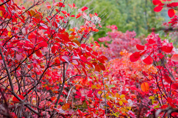 Autumn landscape with beautiful colored trees