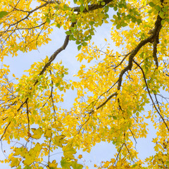 autumn leaves with the blue sky background