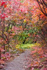 Autumn landscape with beautiful colored trees