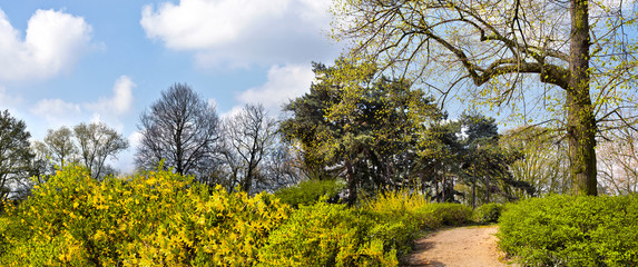 Fototapeta premium Flowers and trees in spring park. Panorama.