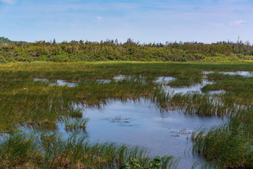 池間湿原