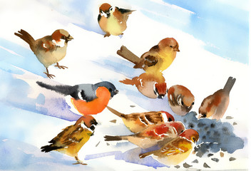 Birds eat the seeds on the snow