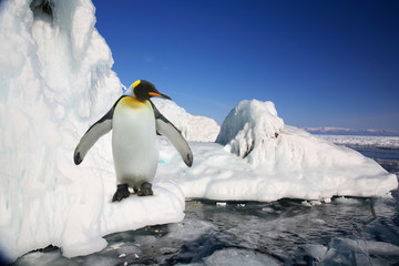 Big imperial penguin on ice