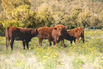 Cows in field.