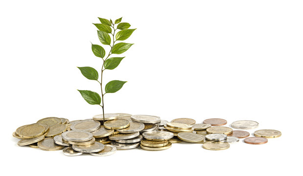 Sapling growing from coins