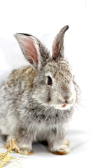 Gray rabbit