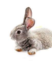 Gray rabbit
