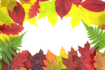 Autumn leaves design