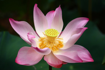 Pink Lotus