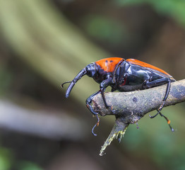 macro weevil insect In tropical forests thailand .