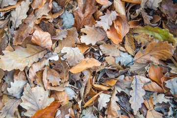 autumn leaves as a background