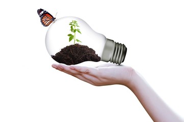 tree in lamp on hand