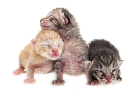 Cute new born kittens