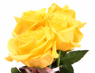 Yellow roses on white background