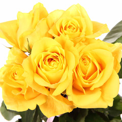 Yellow roses on white background
