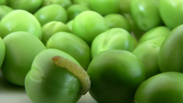Caterpillar crawling over the peas