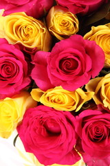 Yellow and red roses on white background