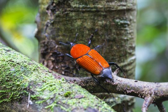 macro weevil insect In tropical forests thailand .