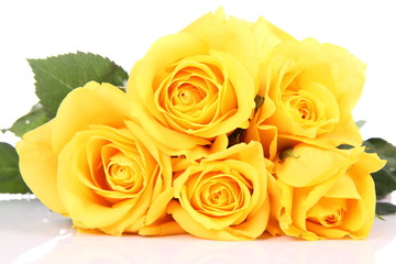 Yellow roses on white background
