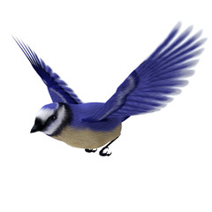 Florida Jay Bird