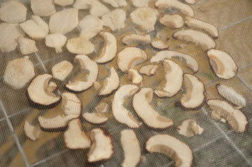 Essicazione dei funghi porcini