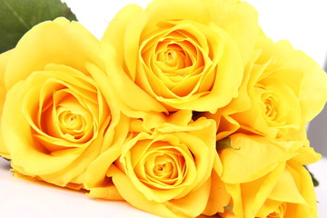 Yellow roses on white background