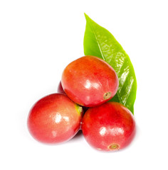 red ripe coffee beans.