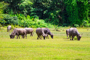 Buffalo in wildlife, Thailand