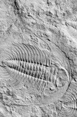 fossil trilobites © Sarka
