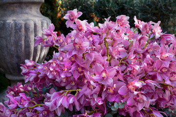Pink orchids in the garden.