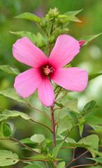 hibiscus is flower