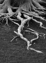 Old Pine Tree Roots