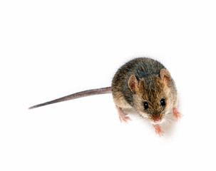 Wood mouse