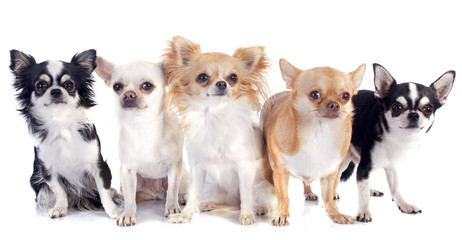 Obraz premium chihuahuas