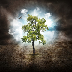 Lonely Tree of Hope on Dry Land