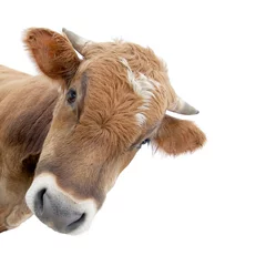 Selbstklebende Fototapete Kuh Die Kuh