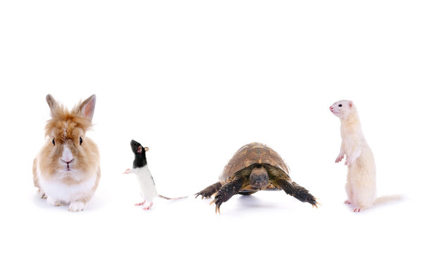 Kaninchen&ndash;Ratte&ndash;Schildkr&ouml;te&ndash;Frettchen