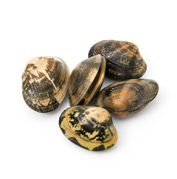 vongole veraci fresche in fondo bianco