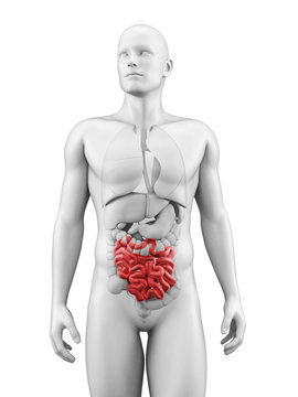 medical illustration of the small intestine