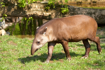 Tapir