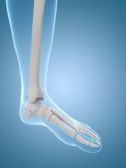 medical illustration of the skeletal foot